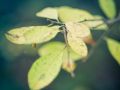 Franck Rondot Photographe   040   commelles  etangs  nature  oise