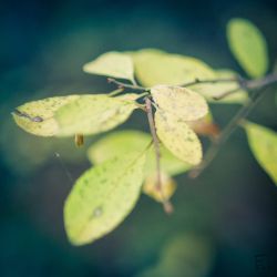 Franck Rondot Photographe   040   commelles  etangs  nature  oise