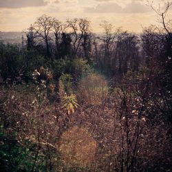 Franck Rondot Photographe   047   arboretum  gagny  parc