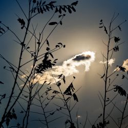 Franck Rondot Photographe   048   arboretum  gagny  parc