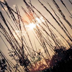 Franck Rondot Photographe   049   arboretum  gagny  parc