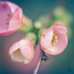 Franck Rondot Photographe   051   fleur  jardin  macro  montfermeil