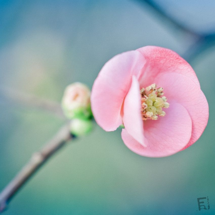 Franck Rondot Photographe   052   fleur  jardin  macro  montfermeil