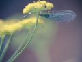 Franck Rondot Photographe   062   jardin  macro
