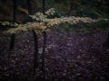 Franck Rondot Photographe   069   campagne  foret  soir