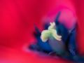 Franck Rondot Photographe   073   jardin  macro  montfermeil