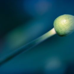 Franck Rondot Photographe 076 jardin macro montfermeil Franck Rondot Photographe 076 jardin macro montfermeil