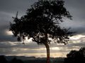 Franck Rondot Photographe   006   arbre  ciel  paysage