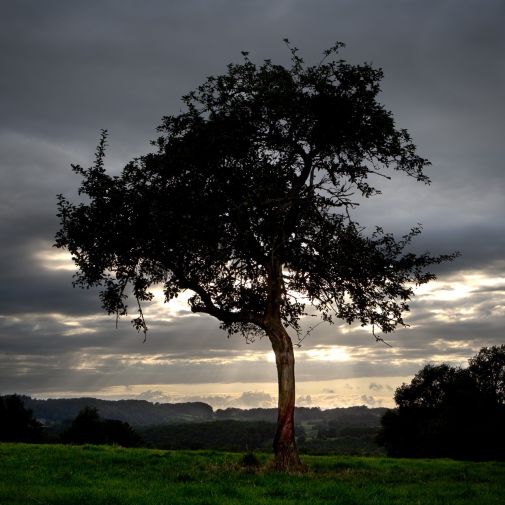 Franck Rondot Photographe   006   arbre  ciel  paysage