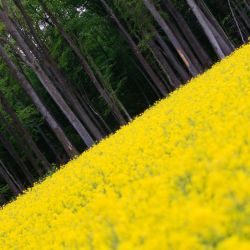 Franck Rondot Photographe   013   foret  oise  retz