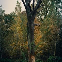 Franck Rondot Photographe   045   bois de bondy  montfermeil  parc