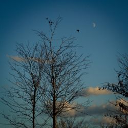 Franck Rondot Photographe   047   arboretum  gagny  parc