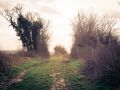 Franck Rondot Photographe   049   campagne  paysage  Seine et Marne